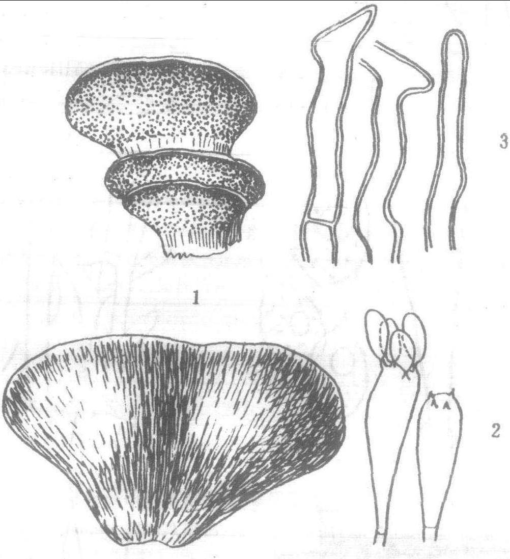 1.贝形干酪菌 (图8)